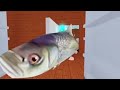 Killer fish from San Diego