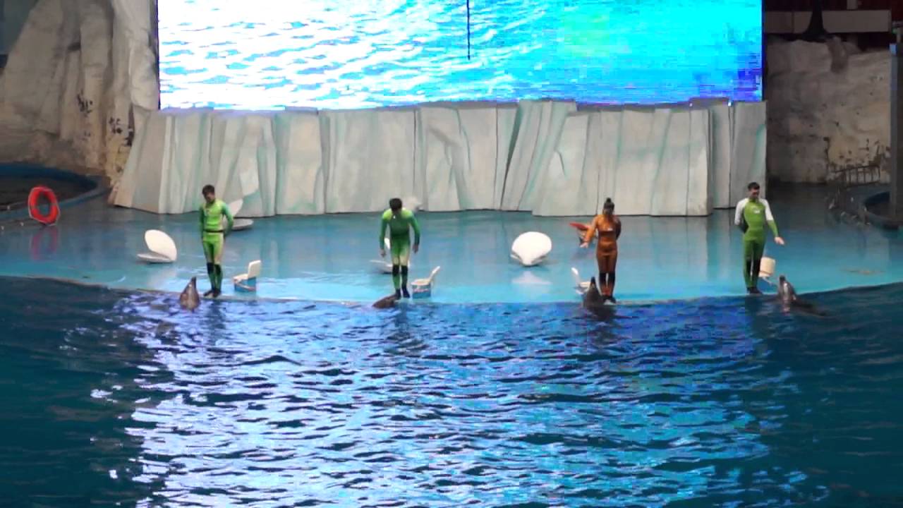 Qingdao polar ocean world show - YouTube