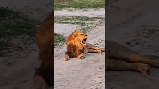 Sekoti 14 Northern Boys shorts lion wild nature