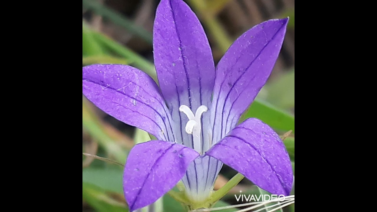 قصيدة الربيع الرائعة للشاعر ابن زنباع