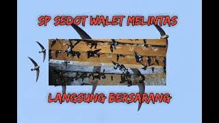Auto bersarang-SP Sedot Walet melintas || Sp walet terbaru