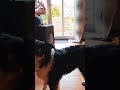 Border Collie Ruby, Trick for treats #shorts #doglover #dogs