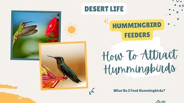 How to Make Hummingbird Nectar to Attract Hummingbirds to Your Yard