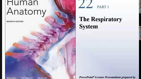 Human Anatomy Lecture-  Ch 22 The Respiratory System Pt 1