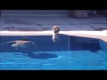 O vídeo de gatinhos assustados mais fofo | FUNNY CATS VIDEO COMPILATION