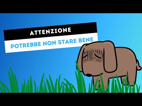 Video: 5 motivi per cui i cani mangiano erba