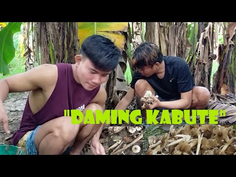 Video: Paano Sasabihin Sa Isang Maling Kabute