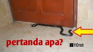 JANGAN LANGSUNG DIBUNUH !! Pertanda Jika Ular Masuk Ke Dalam Rumah JANGAN LANGSUNG DIBUNUH !! Pertanda Jika Ular Masuk Ke Dalam Rumah