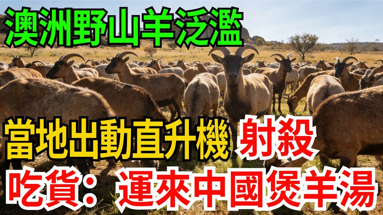 澳洲野山羊泛濫，當地出動直升機射殺，吃貨：運來中國煲羊肉湯！【觀勢經緯】#科普#世界之最 #出類拔萃 #top10#野山羊 #生態災難 #物種入侵 #澳大利亞 #生物安全