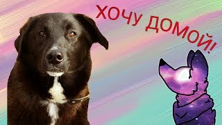 СОБАКА АРАМИС ИЩЕТ ДОМ! Спб, Помоги другу СОБАКА АРАМИС ИЩЕТ ДОМ! Спб, Помоги другу