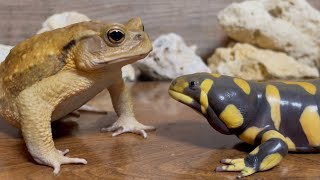 Handsome boy 🐸 Toad & Toad & Salamander（Japanese Toad, Tiger Salamander）