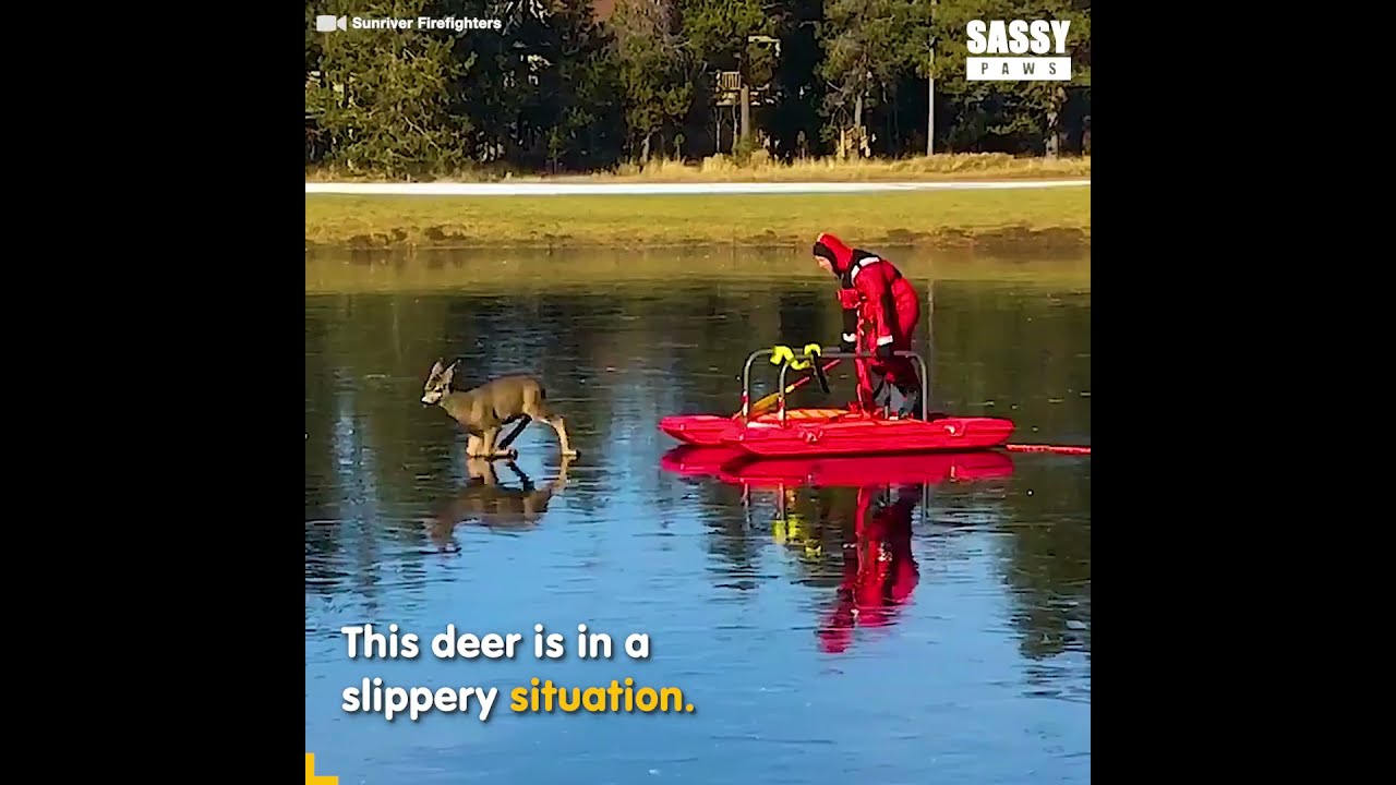 Rescue fire fighter... Deer stuck on ice ❄