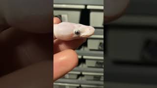 BLUE EYED LUCY BALL PYTHONS!!