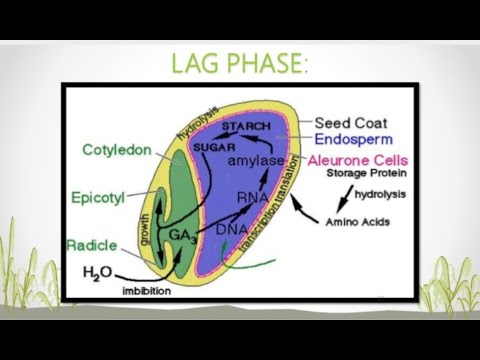 Wideo: Podczas kiełkowania nasion jest mobilizowana żywność przechowywana przez?