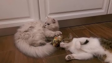 Cats smell catnip for the first time