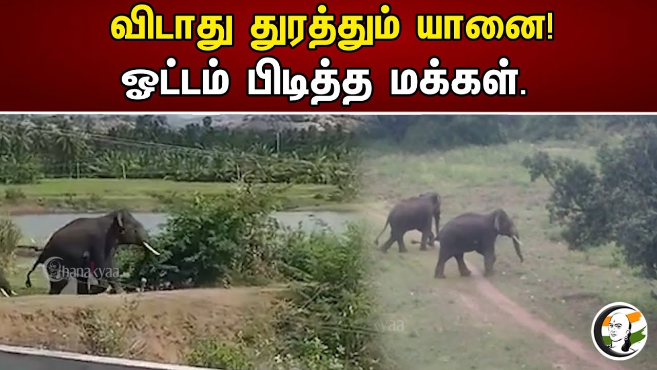 விடாது துரத்தும் யானை! ஓட்டம் பிடித்த மக்கள்.. | Elephant Tries To Chase People | News 08.05.2023