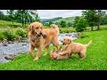 12 Hours of Dog Music to Calm Them 🐕 Dog Videos 🎵 Soft Relaxing Sounds for Stress Relief for Dogs