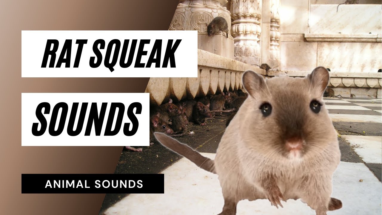 Rat Squeak Sound The Animal Sounds Rat Squeak Sound Sound Effect 