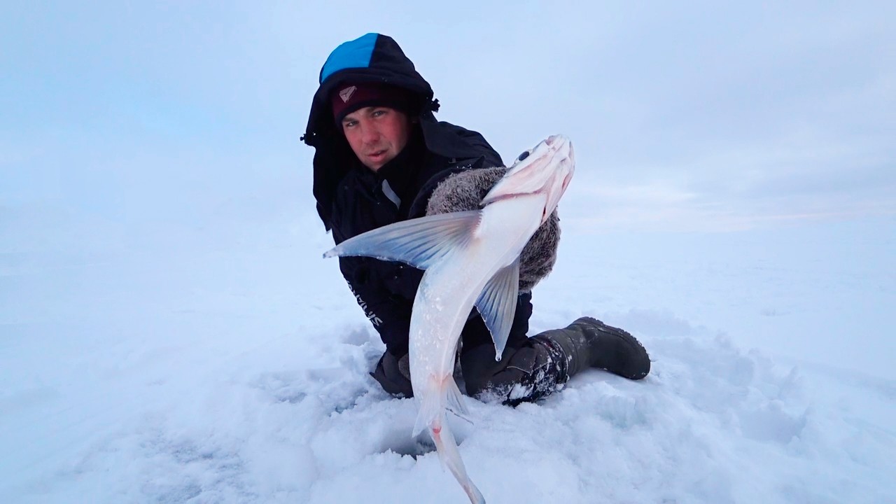 ЗАБЫТАЯ РЫБА?! ЧЕХОНЬ, КОТОРОЙ ПЕЧИ ТОПИЛИ. А СЕЙЧАС БЕШЕНЫЙ КЛЁВ!