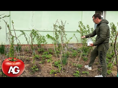 Raspberries will cover you from head to toe with berries if you pour it under raspberry bushes in