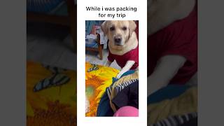 Why do they love so much?? ❤ | CapturingMemo ❤ #labradorretriever #viral #dog #shortvideo