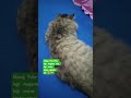 kucing mageran #youtubeshorts #cat #catlovers