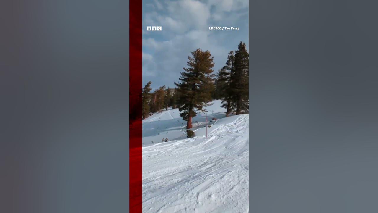 A skier just missed hitting a bear on the slopes of Lake Tahoe, California. #Shorts #BBCNews