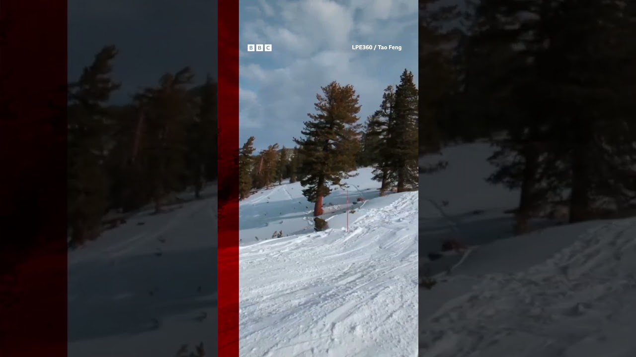 A skier just missed hitting a bear on the slopes of Lake Tahoe, California. #Shorts #BBCNews