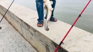 Câu cá cần giờ cùng cần thủ 16 tuổi, dính Cá ngát chà bá