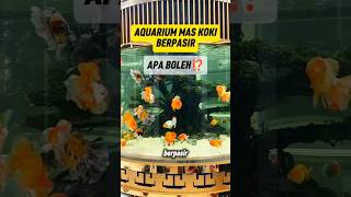 AQUARIUM BERPASIR UNTUK MAS KOKI. #filteraquarium #aquascape #ikanhias #maskoki
