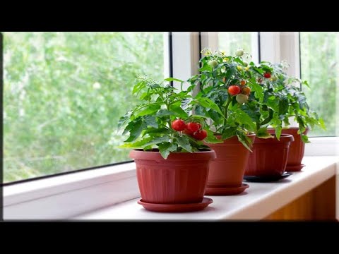 Video: Wenke vir tuinmaak op 'n brandtrap - wat is die beste plante om op 'n brandtrap te groei