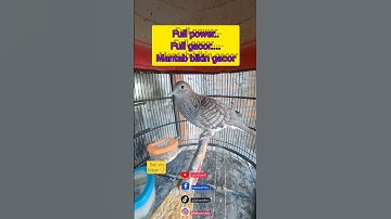 perkutur gacor perkutut lokal alam #perkutut #gacor #perkututlokal #perkututgacor #turtledove #bird