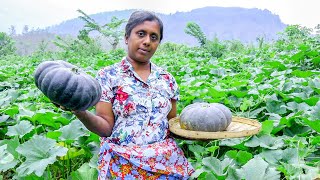 did you know that pumpkin can be cooked this way?.Healthy Foods/ village kitchen recipe /sri lanka