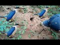 Cara Bongkar Sarang Burung Cekakak Tengkek Raja Udang Di Dalam Tanah Mp3 - Mp4 Download