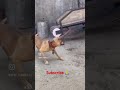 Dangerous Dog #shortsfeed #shortsviral