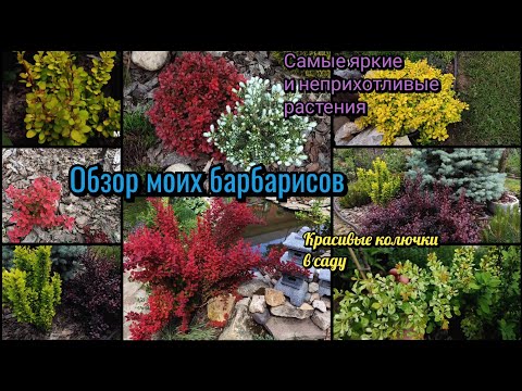 Обзор моих барбарисов. Барбарис Тунберга. Самые эффектные и неприхотливые растения. Сад.
