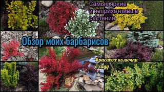 Обзор моих барбарисов. Барбарис Тунберга. Самые эффектные и неприхотливые растения. Сад.