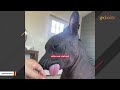 Couple gets a surprise at door after dog passes