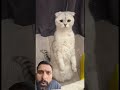 #cute #cat #funny #shots #ekmotahathighumechala