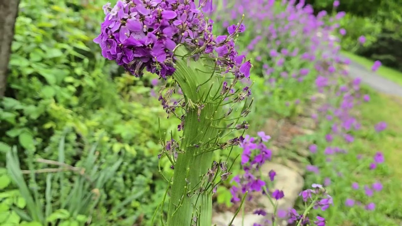 Alien Flower--Dames Rocket part 2