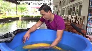 Download Chiêm Ngưỡng Chú CÁ Koi 500 TriỆu Và Hồ Cá Koi Trị Giá 14 TỶ Video MP3 Chiêm Ngưỡng Chú CÁ Koi 500 TriỆu Và Hồ Cá Koi Trị Giá 14 TỶ