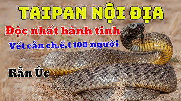 Rắn Taipan Nội Địa Úc - Loài Rắn Độc Nhất Thế Giới