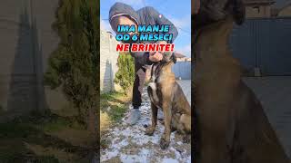 Ako Vaš Pas Grize Nameštaj I Sve Što Nadje U Dvorištu