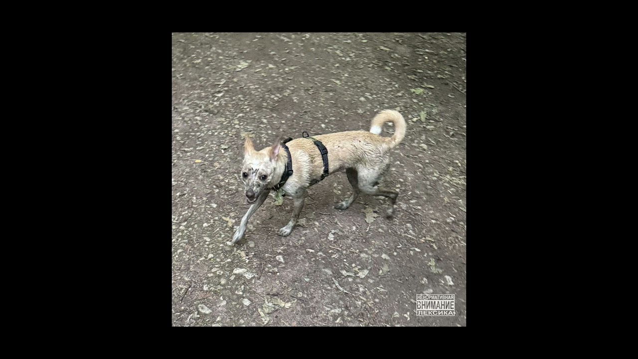 [МИНУС] OG Buda – Сабака (A.D.H.D) Instrumental