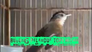 BURUNG PELANDUK TOPI HITAM GACOR #shorts