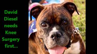 Florida Boxer Rescue - Christmas 2012