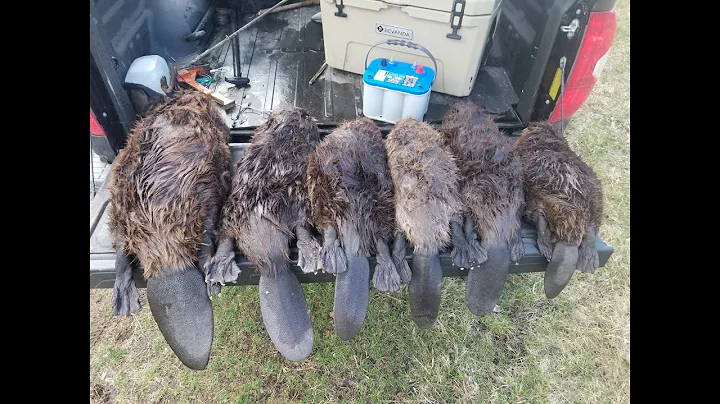 PA Spring Beaver Trapping 2021 (PART 1)