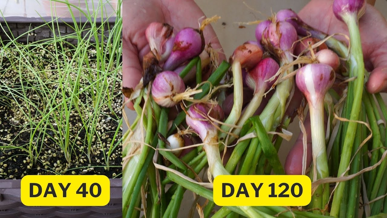 Growing shallots from seed to harvest the bulb! YouTube