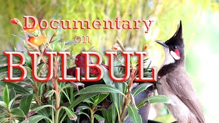 Documentary on Bulbul | Chuvanna Vanampady | Bulbul