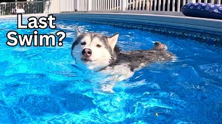 Our Dogs Swimming in the Pool for the Last Time 💦 Husky Swimming Pool Party